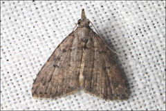 Alapadna pauropis