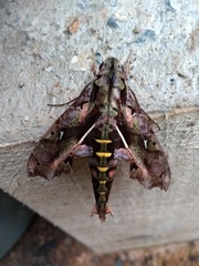 Hemeroplanes ornatus