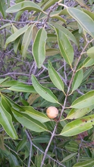 Salacia madagascariensis