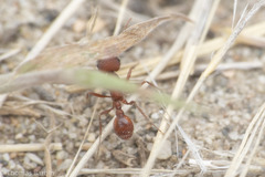 Pogonomyrmex salinus