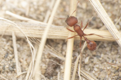 Pogonomyrmex salinus