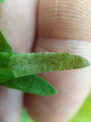 Liriomyza pistilla