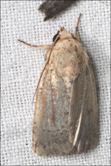 Proteuxoa amaurodes