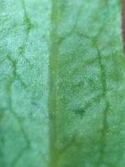 Liriomyza pistilla