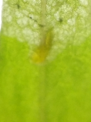 Liriomyza pistilla