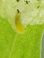 Liriomyza pistilla