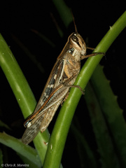 Schistocerca subspurcata