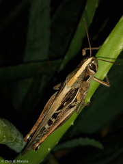 Schistocerca subspurcata