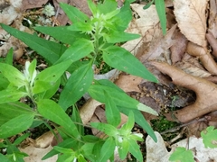 Liriomyza pistilla
