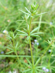 Galium parisiense