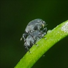 Ceutorhynchus inaffectatus