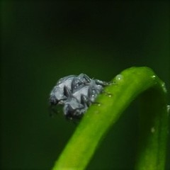 Ceutorhynchus inaffectatus