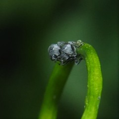 Ceutorhynchus inaffectatus