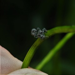 Ceutorhynchus inaffectatus