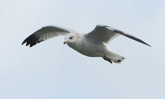 Larus delawarensis