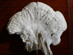 Polyporales