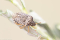 Holcostethus abbreviatus