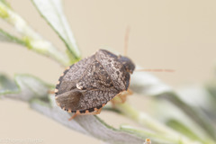 Holcostethus abbreviatus