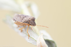 Holcostethus abbreviatus