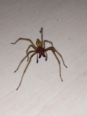 Cheiracanthium punctorium