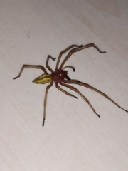 Cheiracanthium punctorium