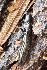 Thyreocephalus