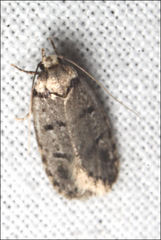 Scatochresis episema