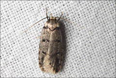 Scatochresis episema