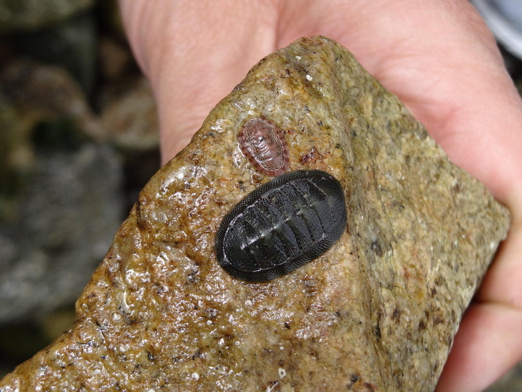 Chiton magnificus