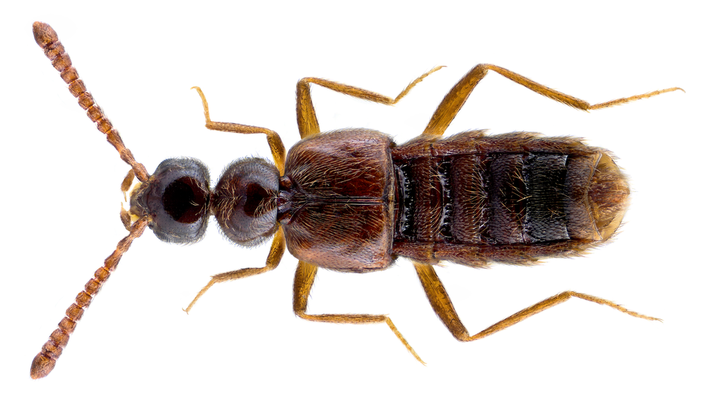 Rove beetle