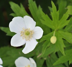 Anemonastrum canadense