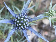 Eryngium dilatatum