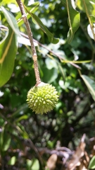 Rhopalocarpus lucidus