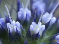 Eryngium dilatatum