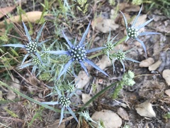 Eryngium dilatatum