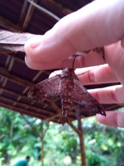 Hemeroplanes ornatus