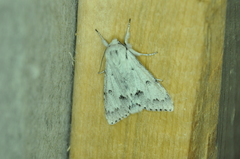 Acronicta vulpina