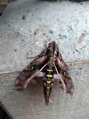 Hemeroplanes ornatus