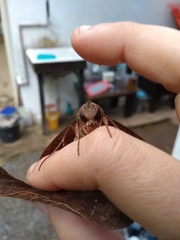 Hemeroplanes ornatus