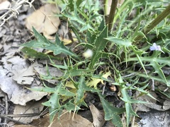 Eryngium dilatatum