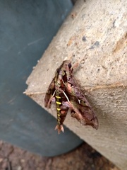 Hemeroplanes ornatus