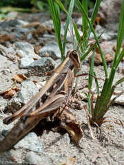 Schistocerca subspurcata