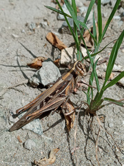 Schistocerca subspurcata