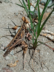 Schistocerca subspurcata