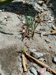 Schistocerca subspurcata