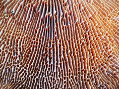 Polyporales