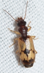 Trichis maculata