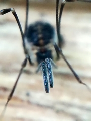 Mitostoma chrysomelas