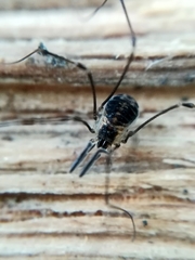 Mitostoma chrysomelas