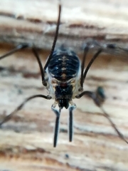 Mitostoma chrysomelas